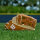 Baseballhandschuh Wilson A1000 1750 12,5" (LHC)